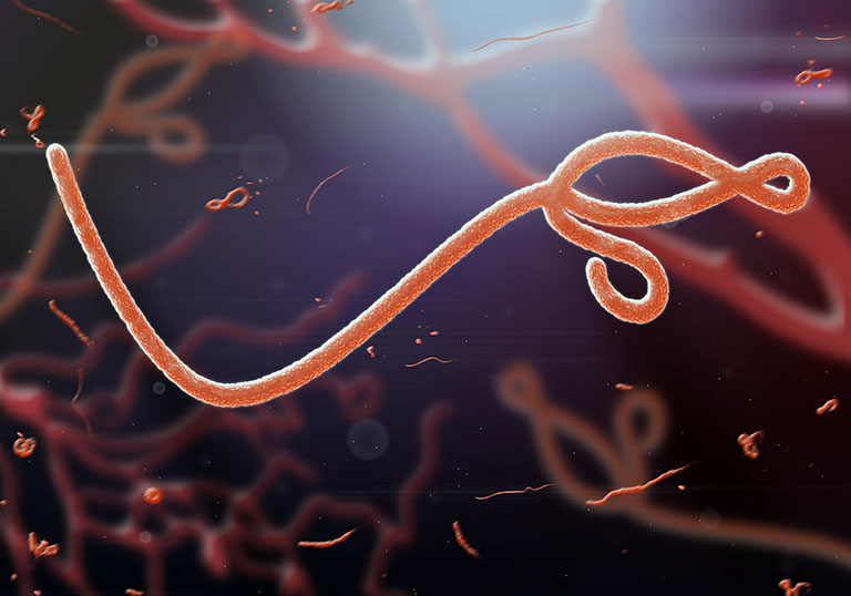 Ebola virus là tác nhân chính gây bệnh Ebola, lây lan nhanh chóng từ người sang người