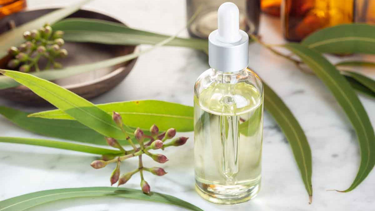 Liều dùng và cách dùng Eucalyptus oil