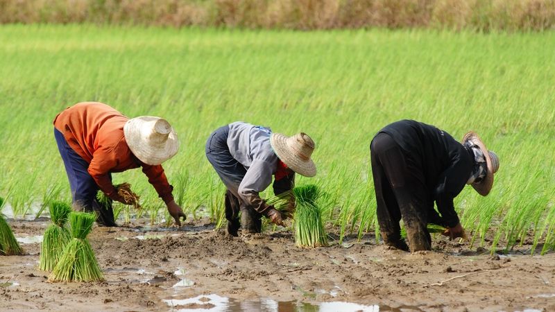 Hình minh họa triệu chứng bệnh
