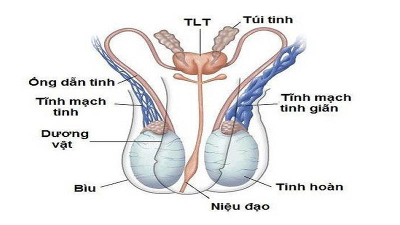 Hình ảnh tĩnh mạch bên trái bị giãn 