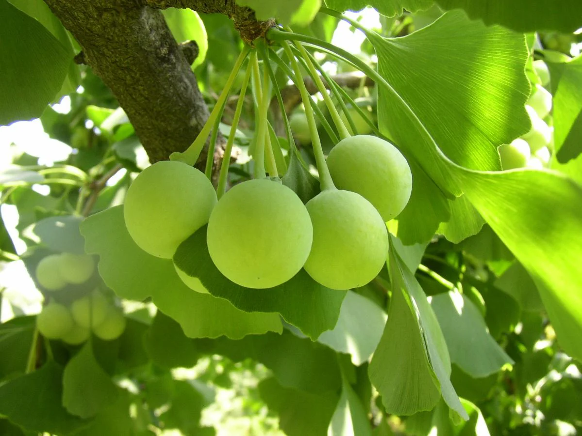 Ginkgo Biloba mang đến nhiều lợi ích cho sức khoẻ, nhất là trí não