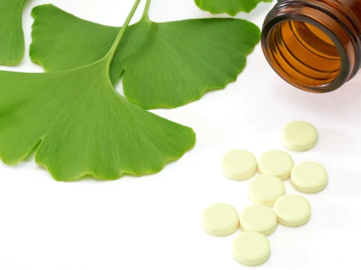 Nên sử dụng Ginkgo Biloba đã bào chế, tránh sử dụng Ginkgo Biloba tươi