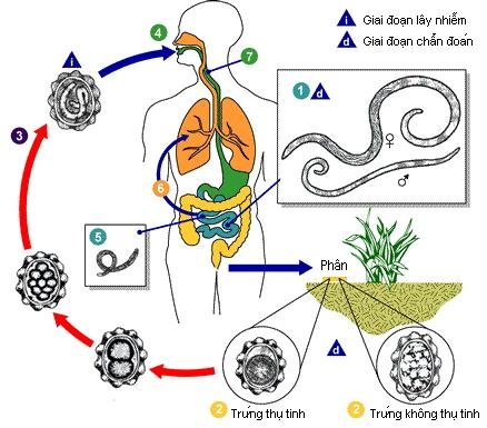 Chu trình phát triển của giun đũa