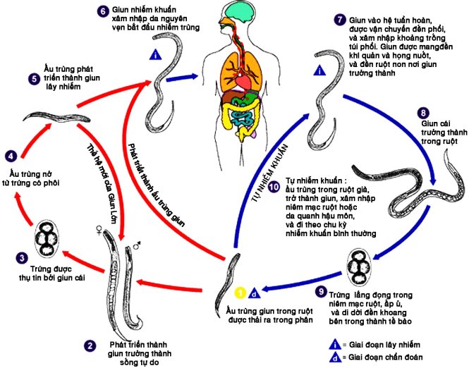 Chu kỳ phát triển của giun lươn