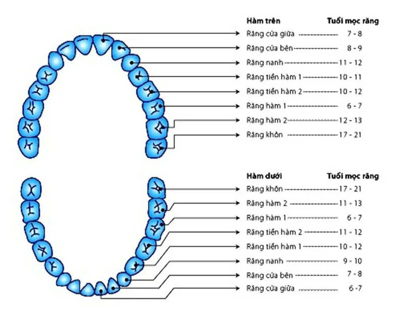 Cách đếm và đọc tên các loại răng một cách chính xác