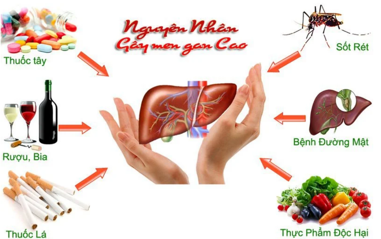 Nguyên nhân gây Gan nhiễm mỡ