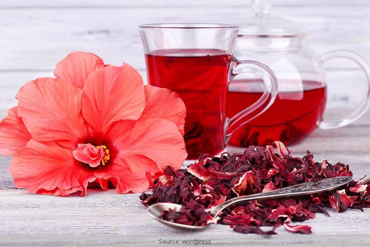 Hoa danh bụt đỏ tươi được thu hái để làm dược liệu thanh nhiệt (Nguồn: Sưu tầm)