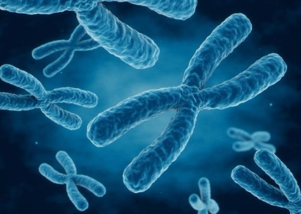 Hội chứng mắt mèo xảy ra khi có bất thường ở nhiễm sắc thể 22