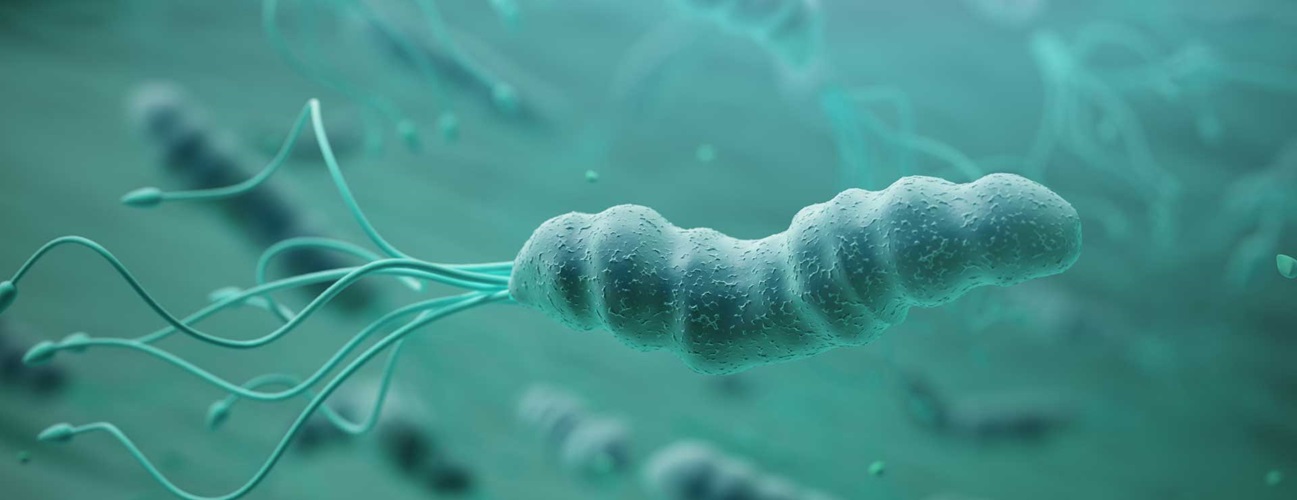 Helicobacter pylori là xoắn khuẩn có thể tồn tại trong môi trường acid dạ dày 