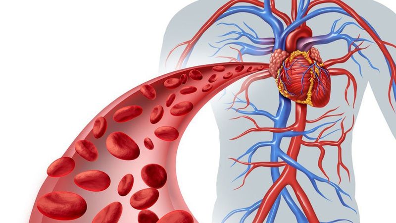 Hệ thống tĩnh mạch giúp đưa máu từ các cơ quan trở về tim