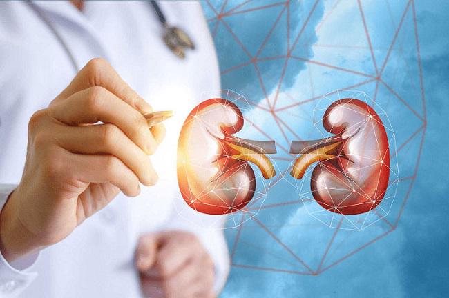 Cầu thận là bộ lọc đầu tiên của thận trong quá trình tạo nước tiểu