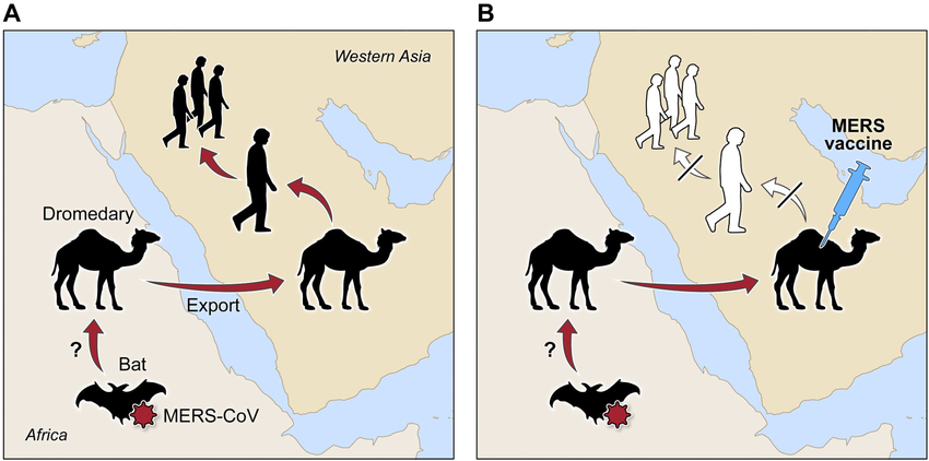 Chu trình lây truyền MERS Virus từ dơi, lạc đà sang người
