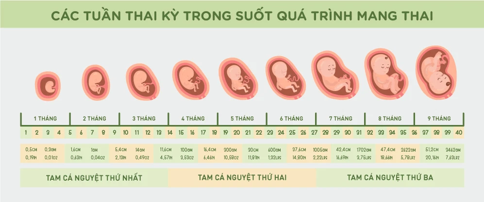 Quá trình phát triển của thai nhi theo từng tam cá nguyệt