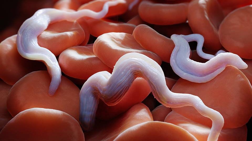 Xét nghiệm để phát hiện nhiễm ký sinh trùng