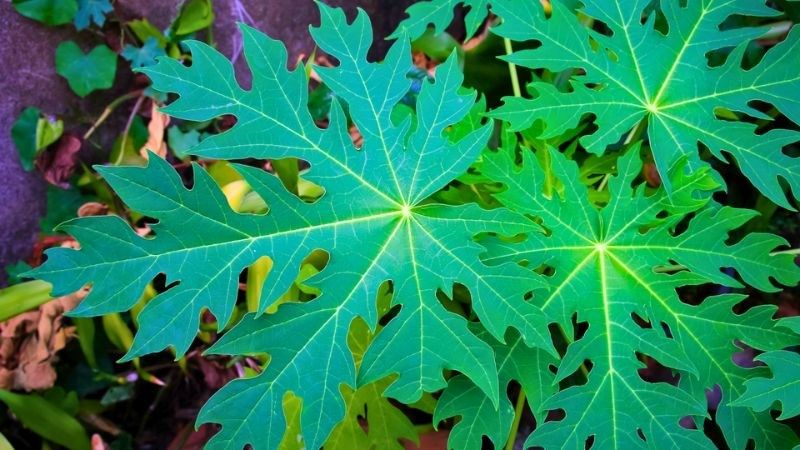 Lá đu đủ chứa nhiều enzyme và chất chống oxy hóa có lợi cho sức khỏe tổng quát