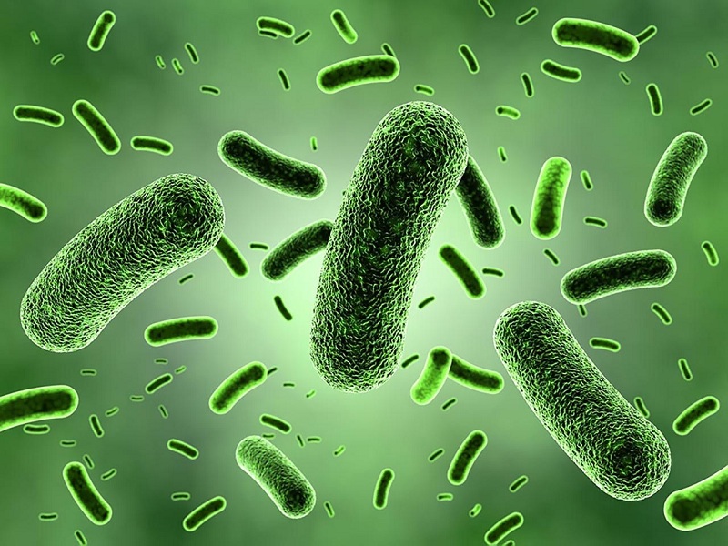 Vi khuẩn lao Mycobacterium tuberculosis