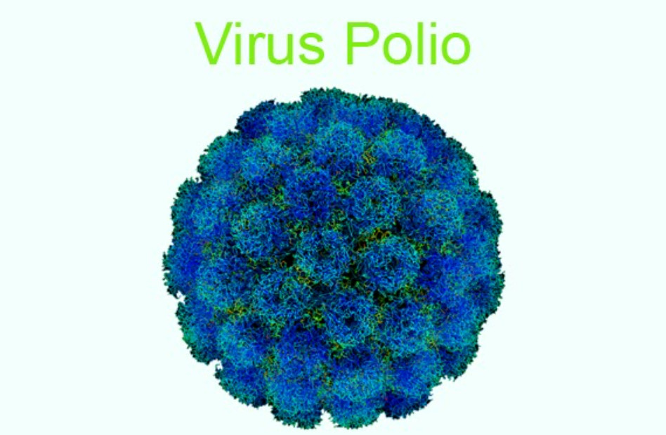 Nguyên nhân hàng đầu gây bệnh bại liệt là do virus polio