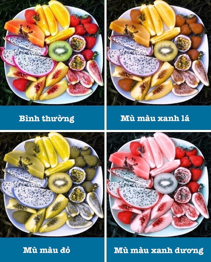 Con Gì Bị Mù Màu? Khám Phá Bí Mật Thị Giác Ở Động Vật