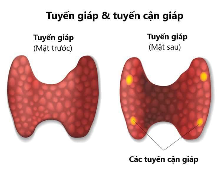 Hormone tuyến cận giáp tham gia điều hòa canxi và phospho trong cơ thể. 