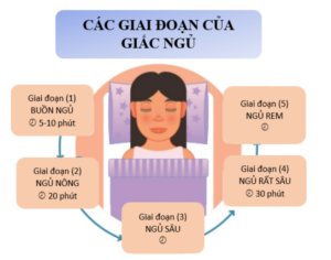 Các giai đoạn của giấc ngủ 