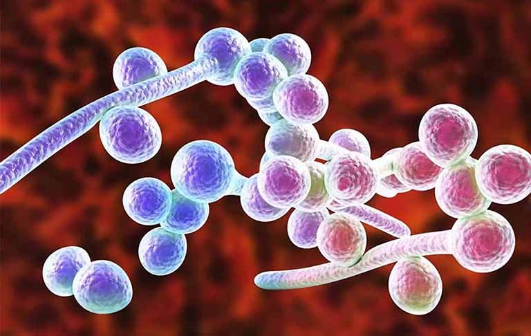 Minh hoạ về nấm Candida
