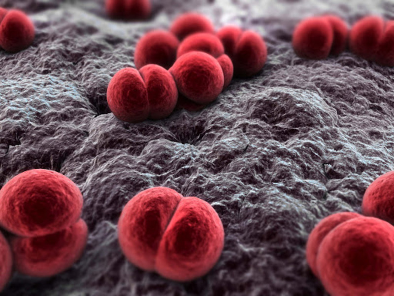 Vi khuẩn Neisseria meningitidis là một trong những nguyên nhân phổ biến gây nhiễm trùng thần kinh