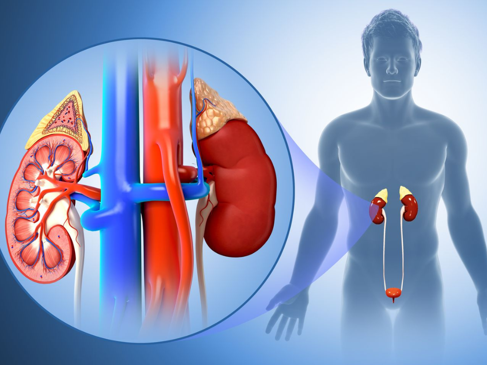 Cách phòng ngừa bệnh ung thư thận hiệu quả bạn nên biết