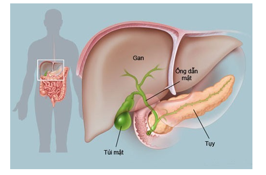 Cần thăm khám định kỳ để kiểm tra sức khoẻ của các cơ quan trong cơ thể 