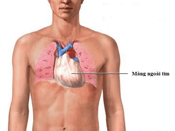 Một trái tim khỏe mạnh cần được bảo vệ khỏi các tác nhân gây viêm nhiễm kéo dài 