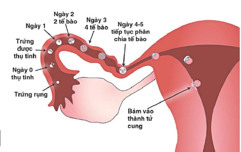 Hành trình thời gian của quá trình thụ tinh