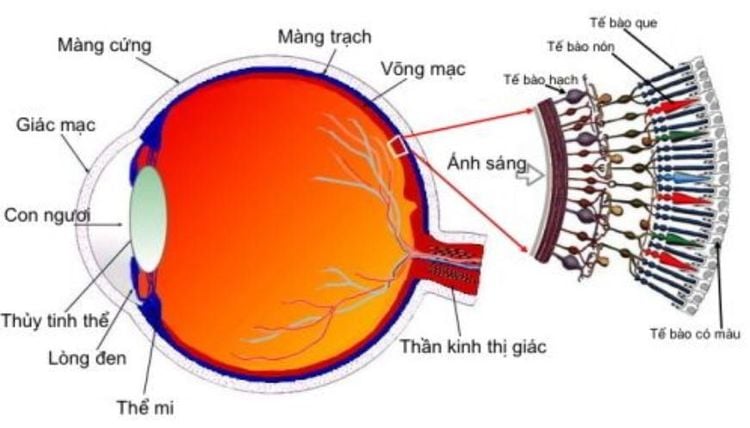 Trên võng mạc chứa các tế bào que và tế bào nón