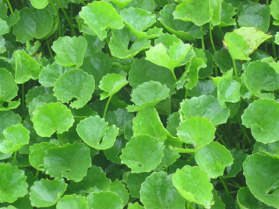 Khám phá các công dụng tuyệt vời của rau má