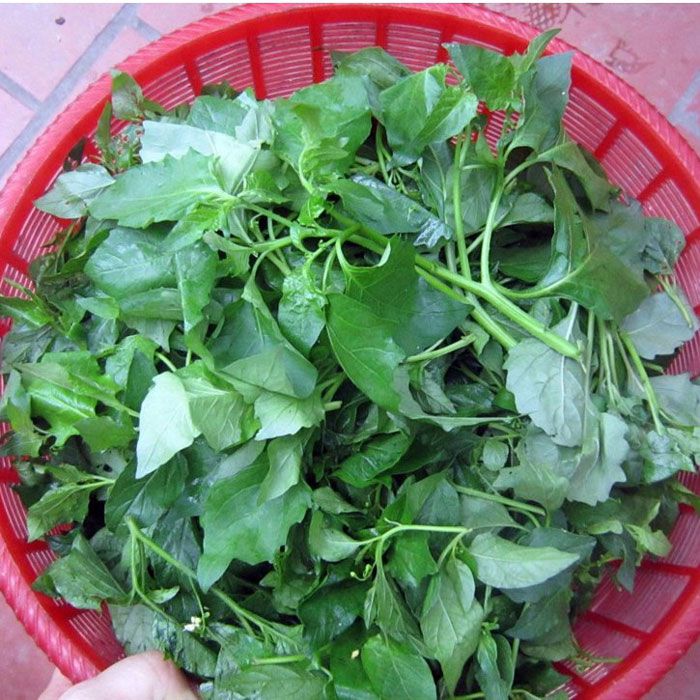 Món ăn bổ dưỡng cho mẹ bầu: rau tầm bóp