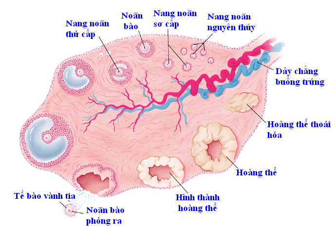 7. Khi nào nên thăm khám bác sĩ hoặc chuyên gia dinh dưỡng