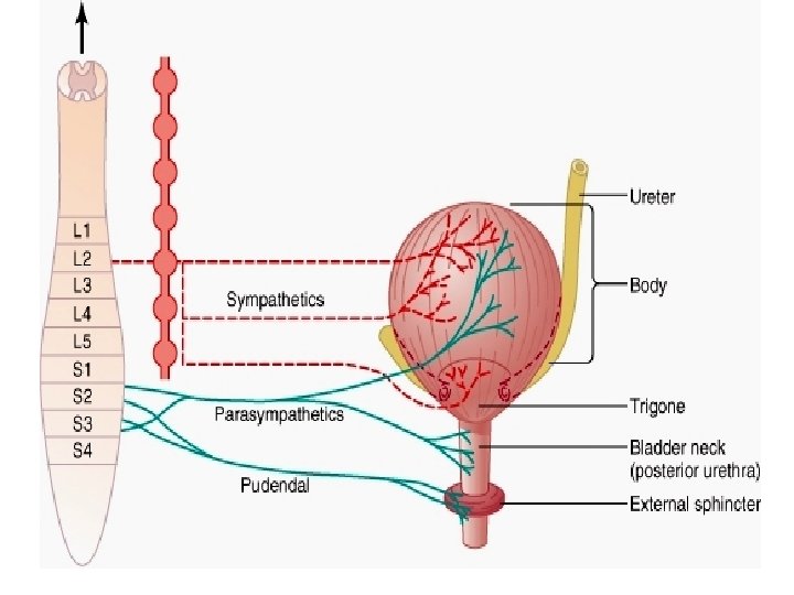 Rối loạn thần kinh bàng quang là gì?