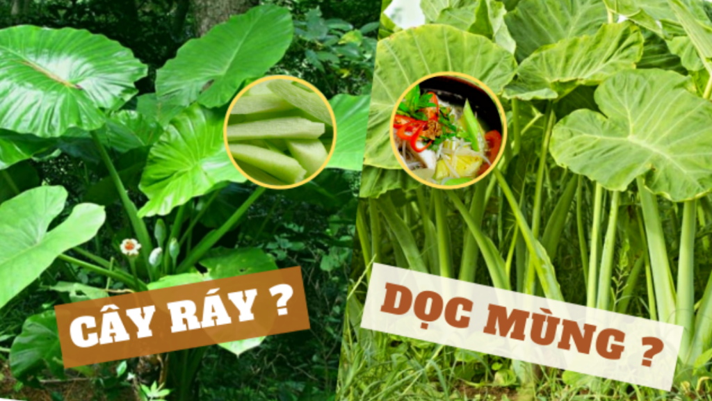Củ ráy dùng để chữa bệnh gì? Tác dụng của củ ráy