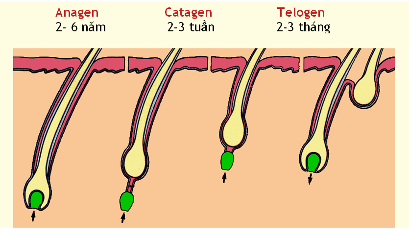 Chu kỳ phát triển của tóc