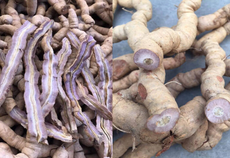 Rượu ba kích có tác dụng gì? Cách ngâm rượu ba kích đúng chuẩn