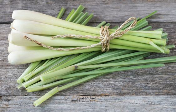 Sử dụng liều lượng phù hợp giúp đảm bảo những điều cần lưu ý khi sử dụng củ sả an toàn (Nguồn: Sưu tầm)