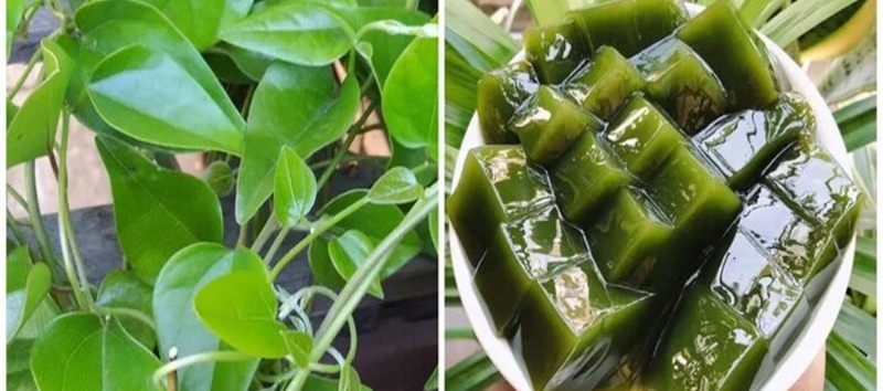 Chế biến hợp vệ sinh giúp đảm bảo những điều cần lưu ý khi sử dụng sương sâm an toàn (Nguồn: Sưu tầm)