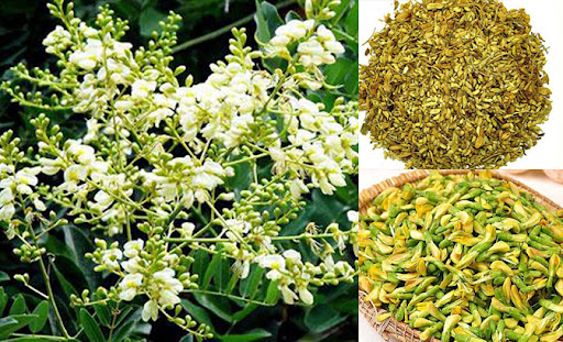 Hoa hoè có tác dụng gì? Cây hoa hoè dùng để chữa bệnh gì?.