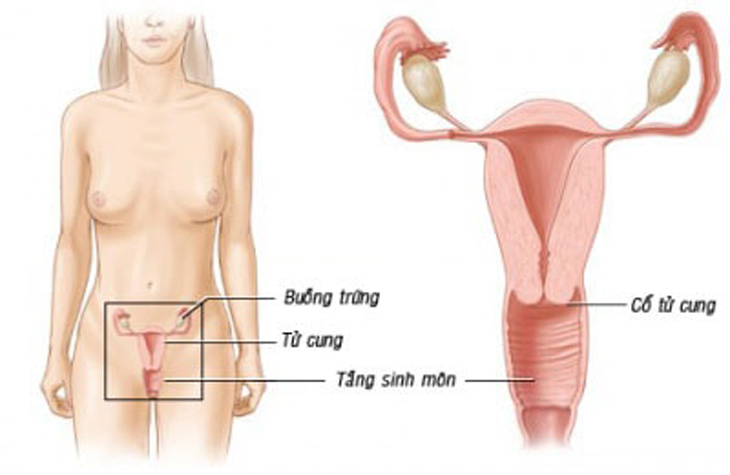  Tầng sinh môn là một phần của bộ phận sinh dục nữ