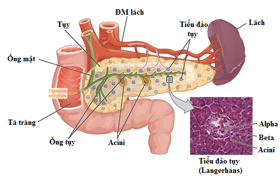 Tá tràng, tuyến tụy, lá lách và túi mật, minh họa