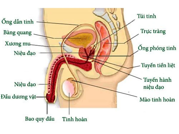 Tắc ống phóng tinh