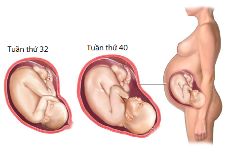 Sự phát triển của thai nhi 3 tháng cuối thai kỳ