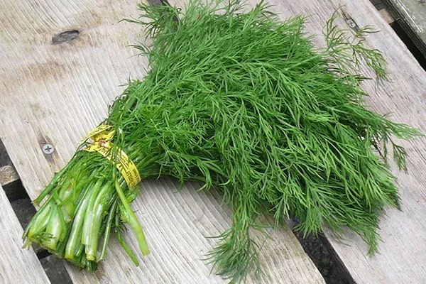 Cây thì là với lá xẻ sợi mảnh