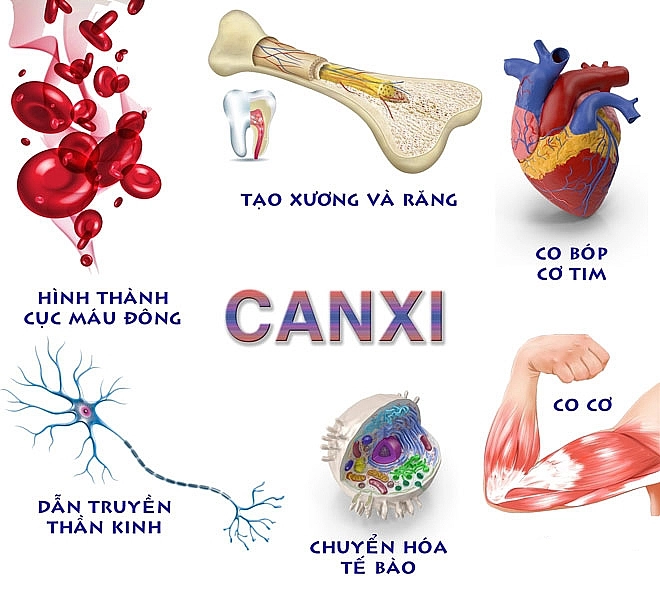 Tầm quan trọng của canxi đối với sức khỏe.