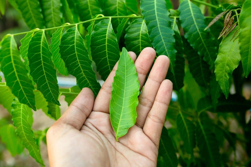 Chiết xuất từ lá sầu đâu mang lại hiệu quả kháng khuẩn vượt trội (Nguồn: Sưu tầm)