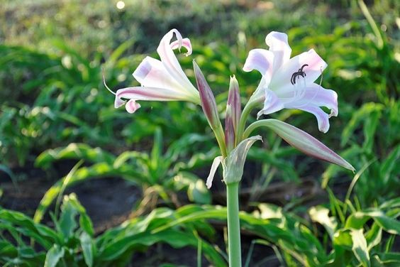 Những điều cần lưu ý khi sử dụng cây trinh nữ để đảm bảo an toàn (Nguồn: Sưu tầm)