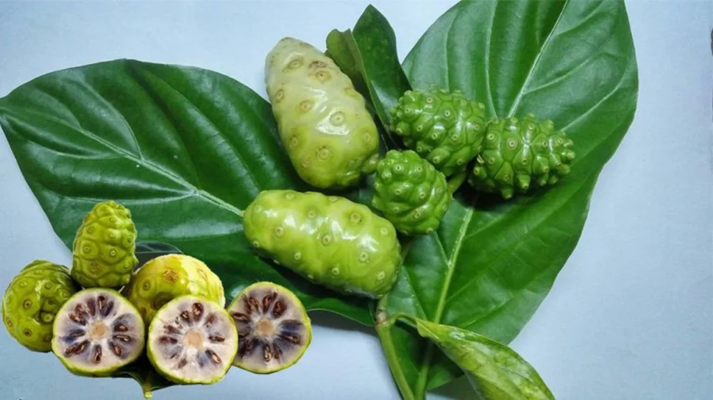 Hình ảnh Quả Nhàu tươi
